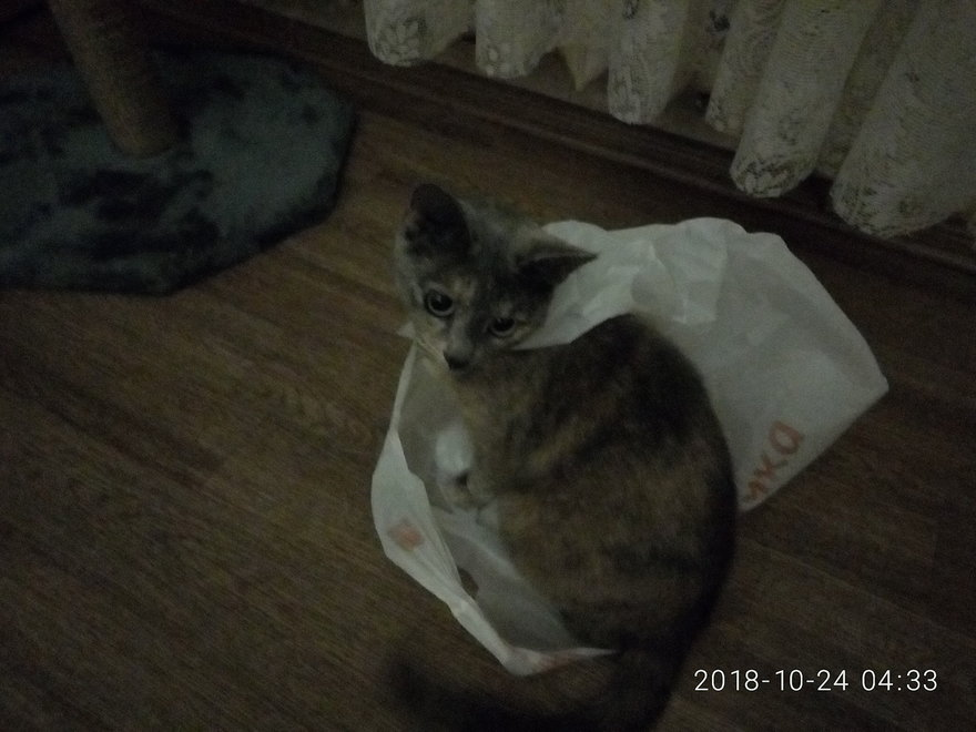 This world needs a new hero! - My, cat, Package, Longpost