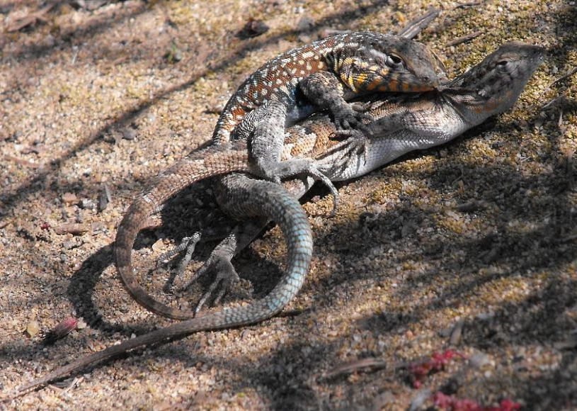 The Spotted Iguana and the Rock-Paper-Scissors Game - Lizard, Reptiles, Animals, Wild animals, Humor, Nature, Animal book, Longpost