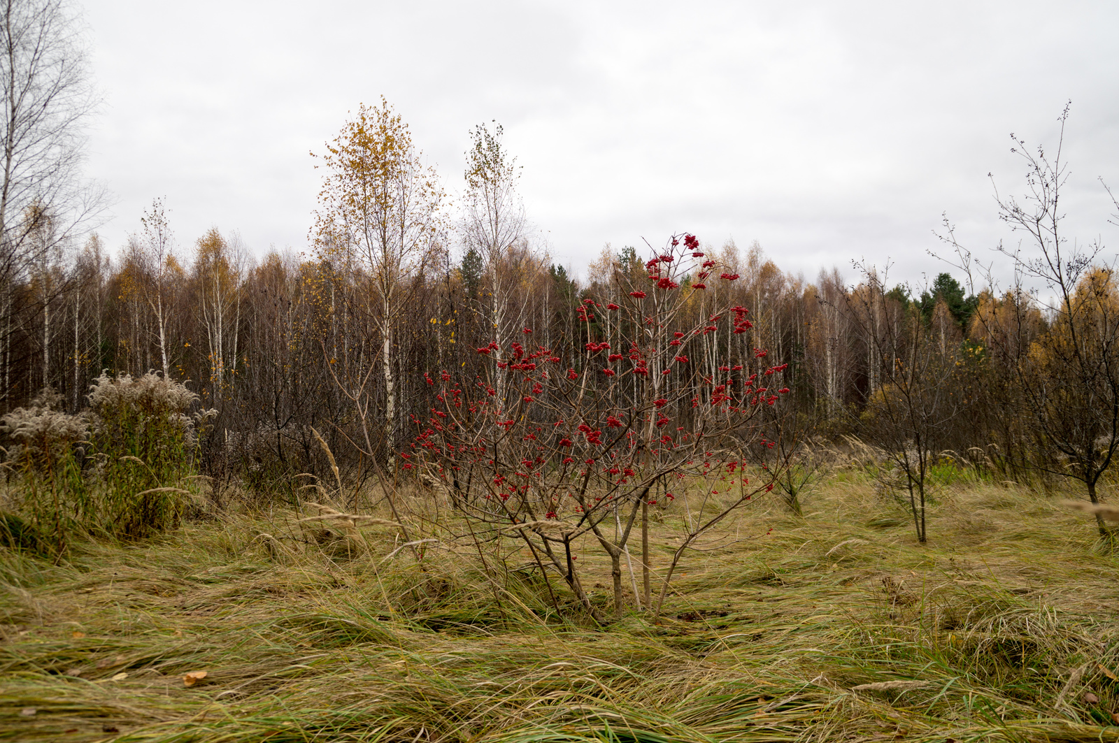 Red viburnum - My, Viburnum, Autumn, Longpost