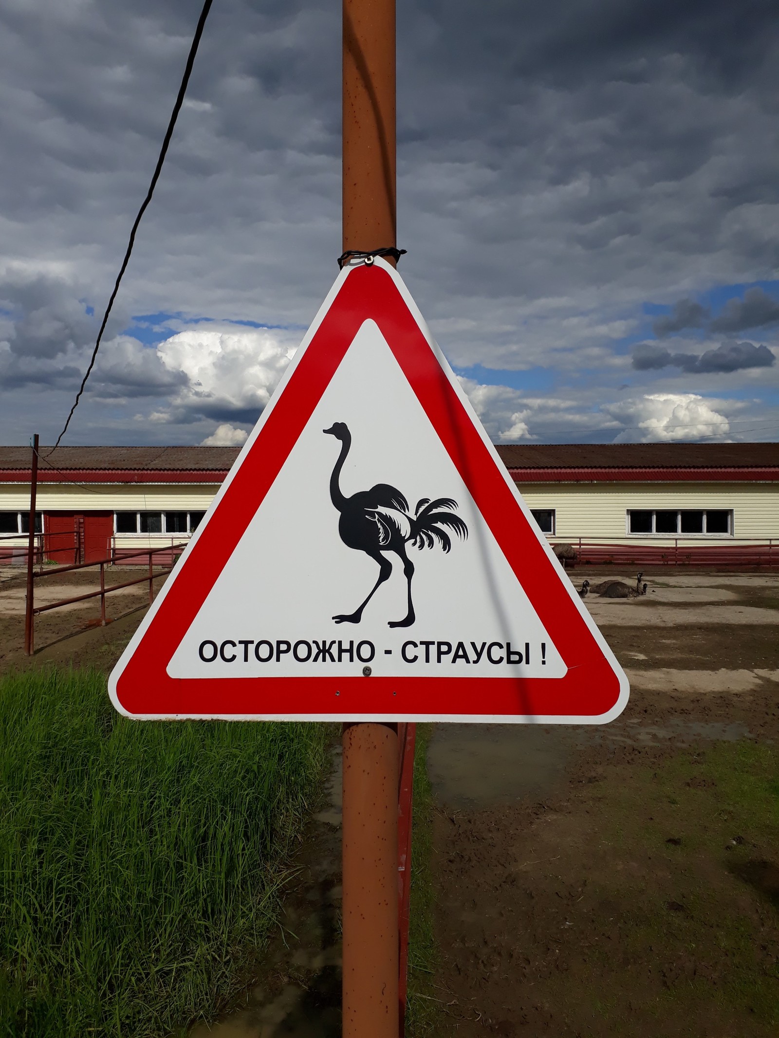 Somewhere in Russia... - My, Ostrich, Ostrich Farm, Birds