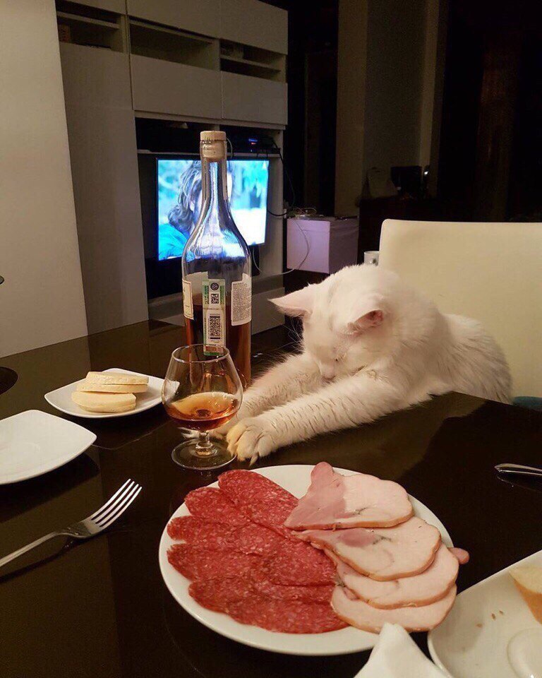 Oleg, Friday already tomorrow. Don't delay - cat, Cognac, Dinner, Food, Alcohol