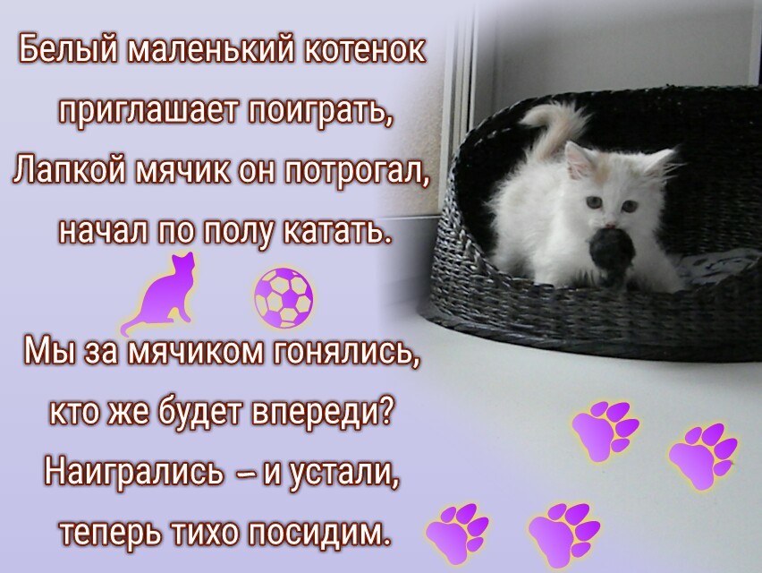 The kitten is looking for a home - My, , Kirov, Looking for a home, In good hands, Kittens, cat, White, Longpost