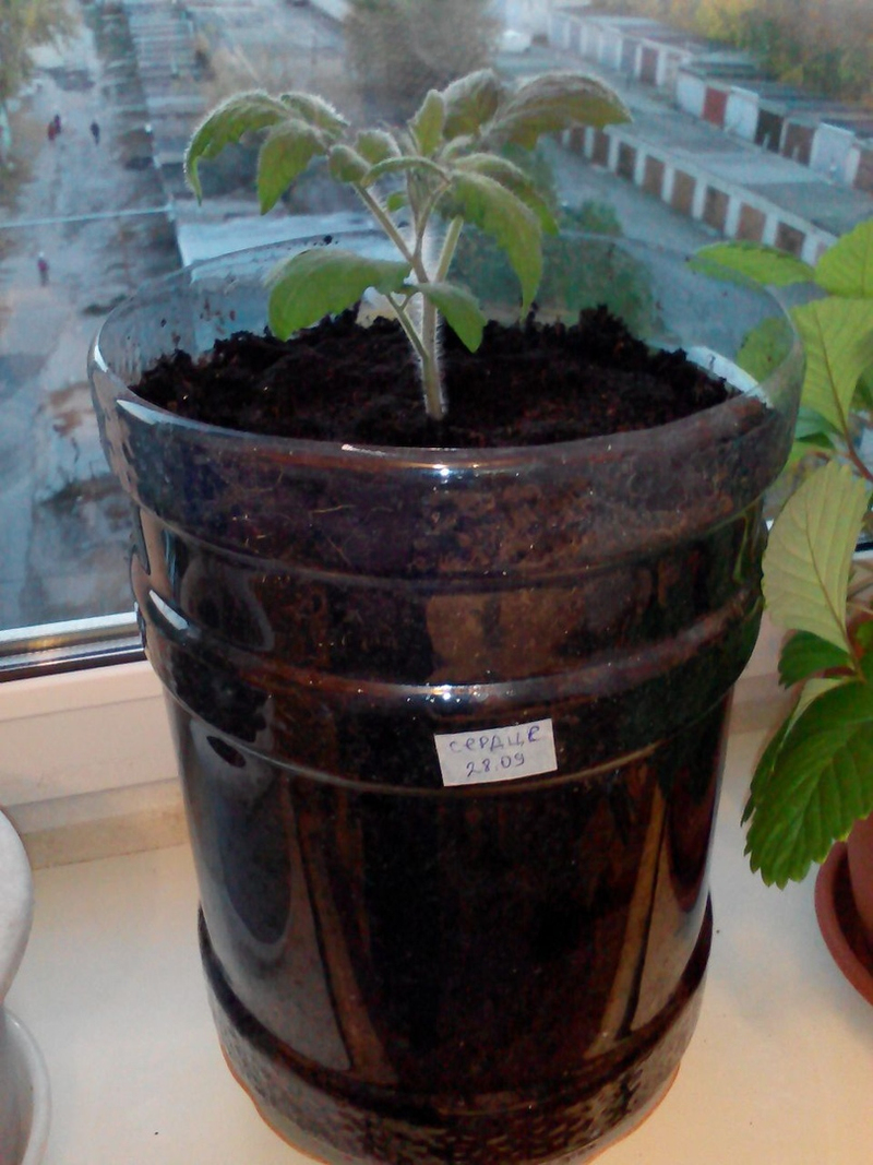 Tomatoes on the windowsill in winter. - My, Tomatoes, Vegetable garden on the windowsill, Longpost, cat