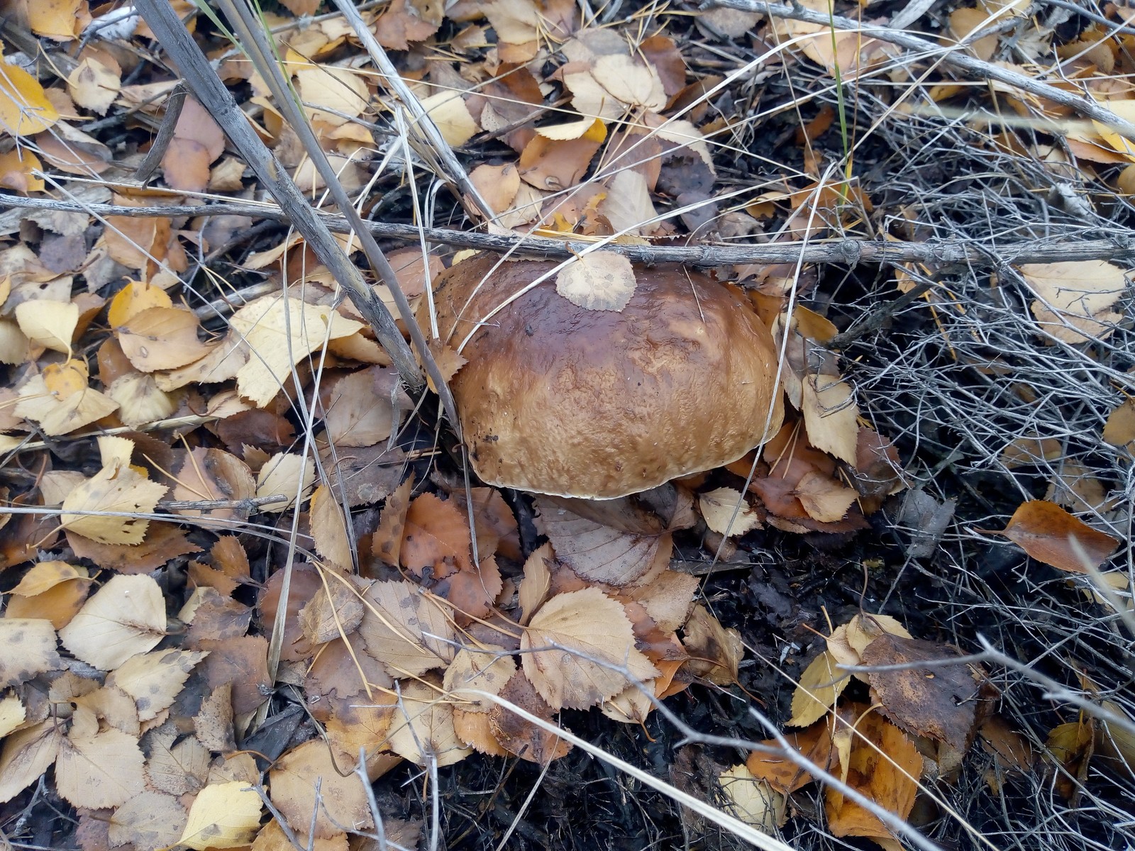 Closing of the 2018 season. - My, Volgograd region, Silent hunt, Mushrooms, Longpost