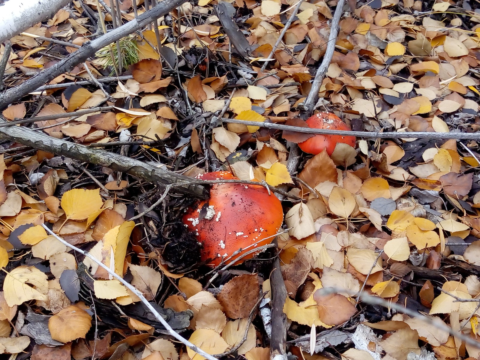 Closing of the 2018 season. - My, Volgograd region, Silent hunt, Mushrooms, Longpost