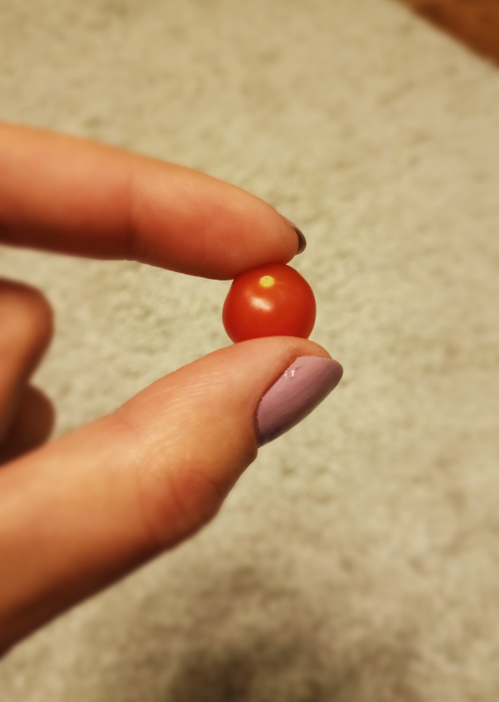 Harvest - My, Harvest, Tomatoes, Tomato, Vegetable garden on the windowsill