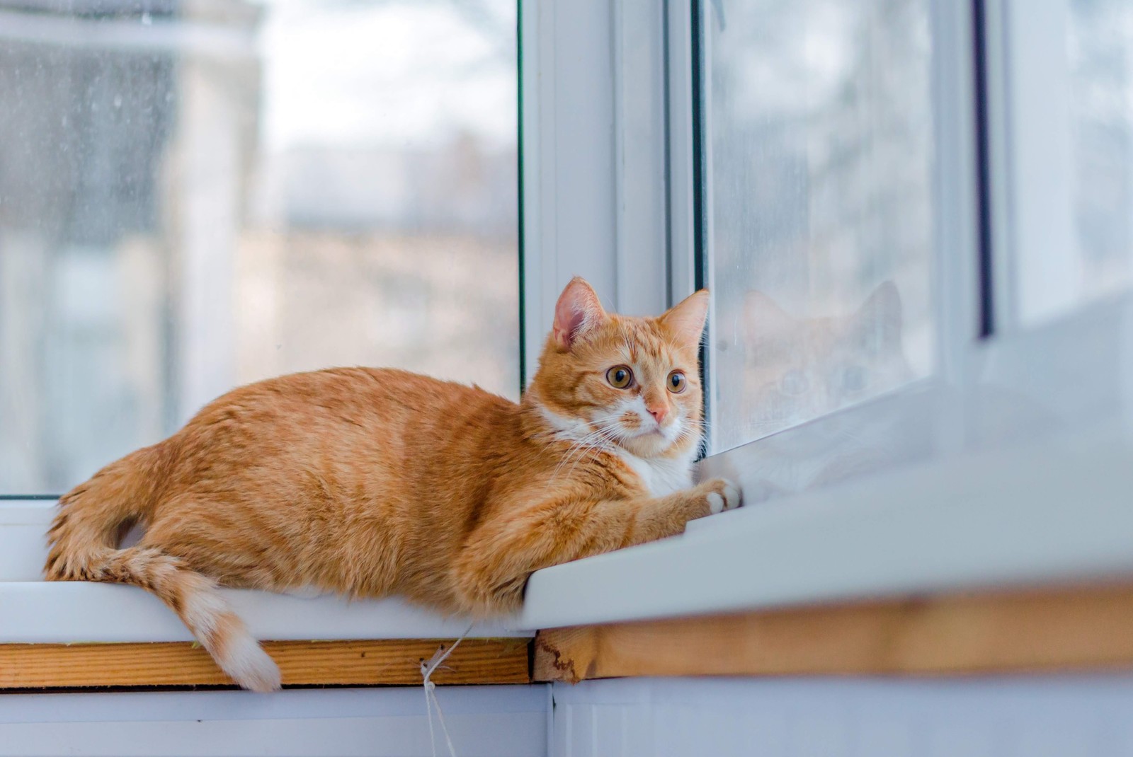 Balcony... - Catomafia, Balcony, Longpost, cat