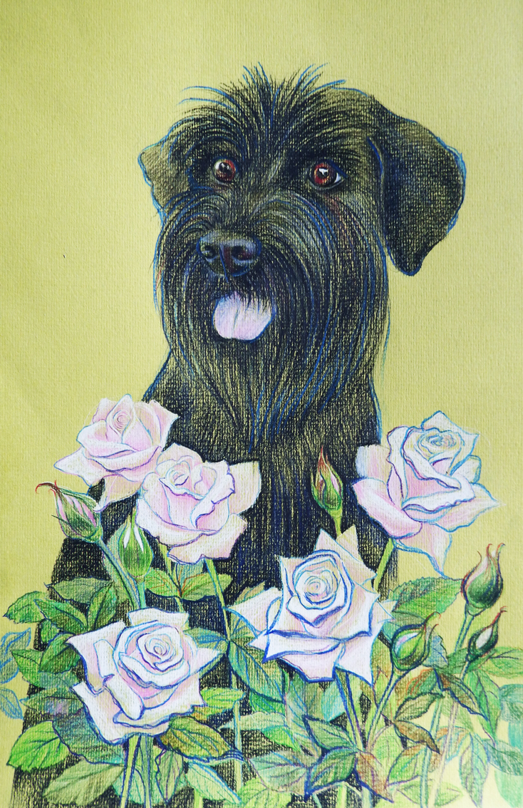 Sorcerer - My, Drawing, Colour pencils, Portrait, Flowers, Standard Schnauzer, Dog, Animals, Animalistics