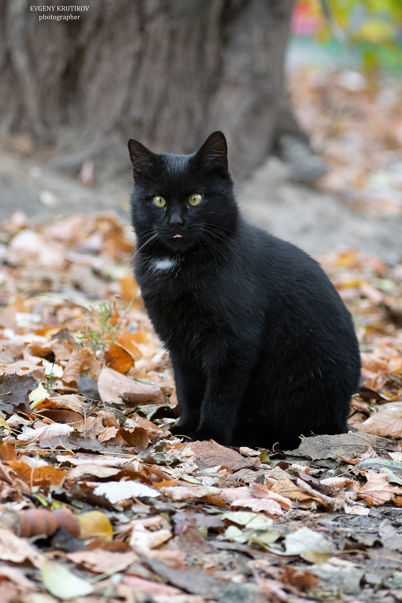 Уличные кошки. Подборка - Моё, Кот, Котомафия, Фотография, Анималистика, Длиннопост