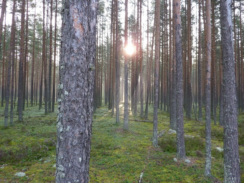 Summer of students, hitchhiking, northern Russia. (Part 5) - My, Travels, Students, Hitch-hiking, Petrozavodsk, Kola Peninsula, Murmansk, Longpost