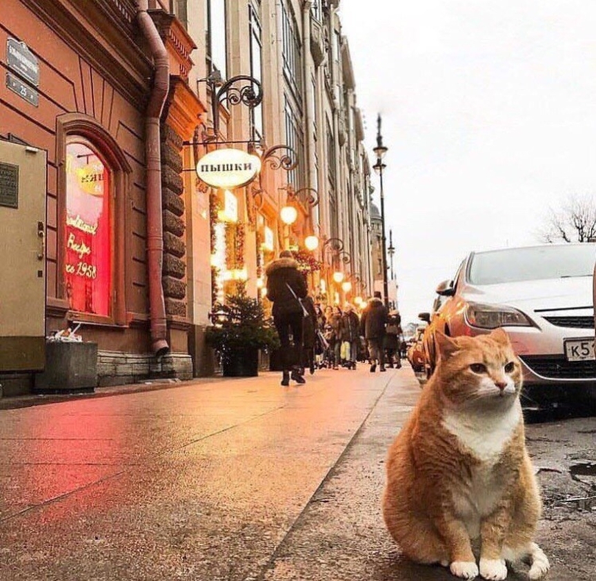 Chief of donuts - cat, Catomafia, Fat cats, Saint Petersburg