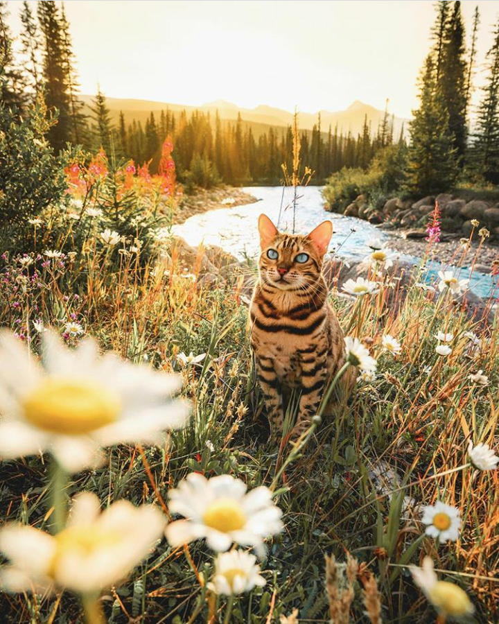 A little summer and cats in your feed - cat, Bengal cat, Flowers, Beautiful view, River, Summer