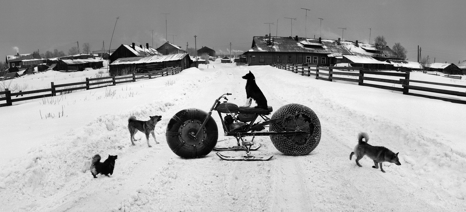 local biker - Russia, Dog, Interesting, The photo, Retro, 1992, Animals