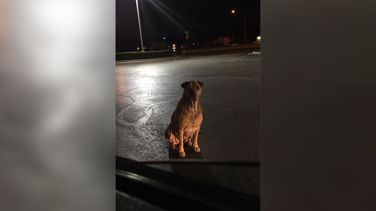 In the US, a dog pretended to be homeless to be fed burgers - Dog, Burger