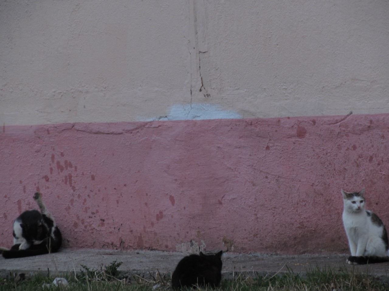 Street cats - My, The street, cat, The photo, Nothing extra, Longpost