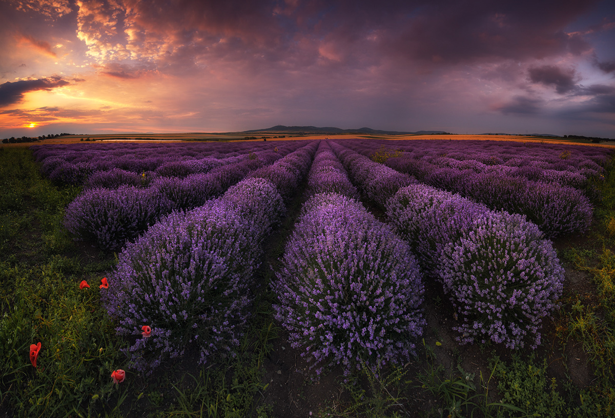 Lavender fields - The photo, Bulgaria, Longpost, , Lavender, Field