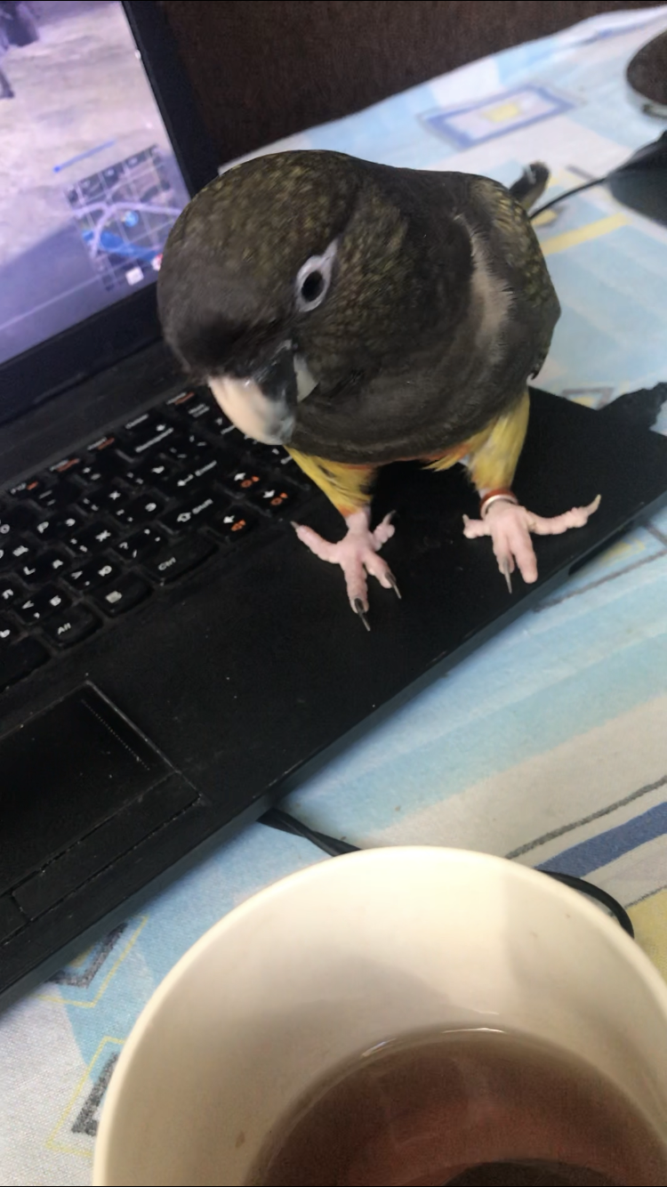 Patagonian parrot Jora - My, A parrot, Patagonia, Animals, Birds, Tea, Longpost