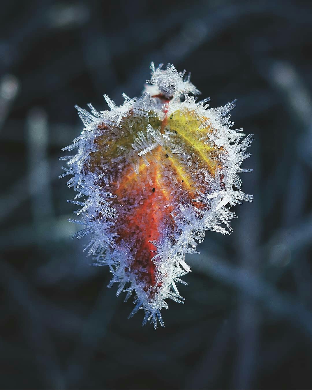 Frozen leaf. - Leaves, Nature, beauty of nature, Freezing, The photo, Macro photography, Macro, beauty