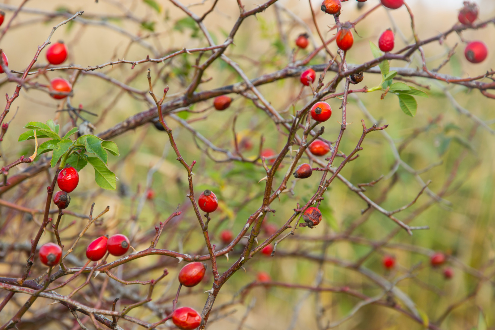 Autumn in the Rostov region. Lots of photos. - My, The nature of Russia, Rostov region, Post #10033265, Autumn, Longpost