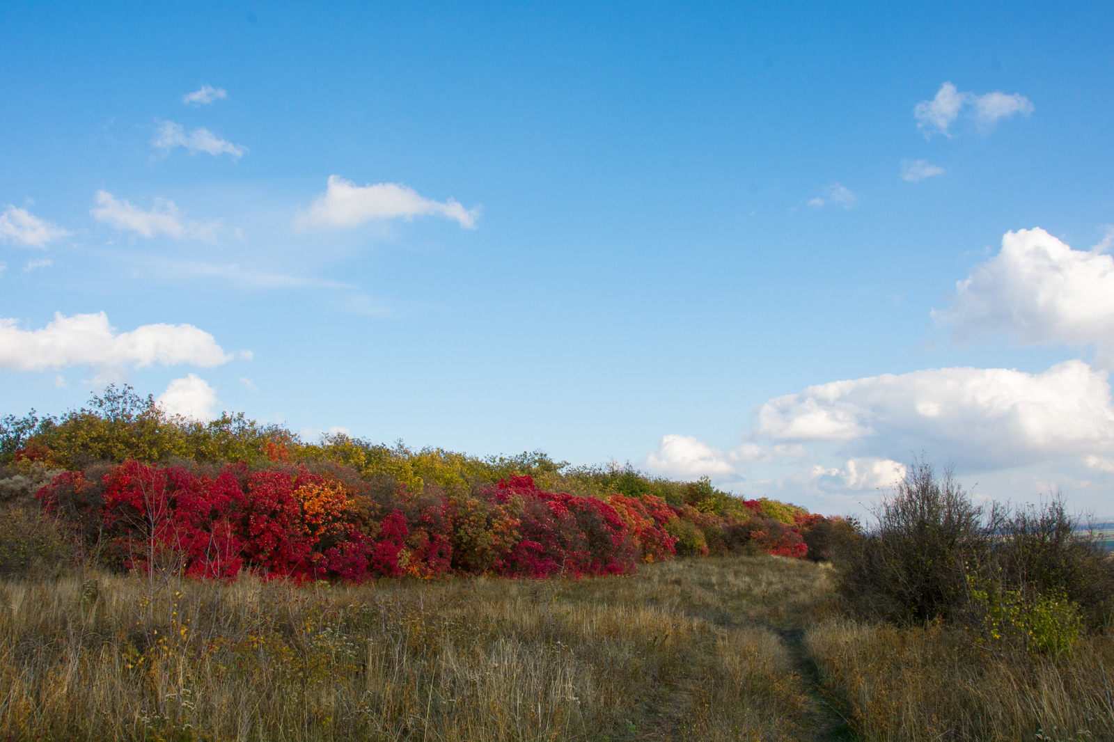 Autumn in the Rostov region. Lots of photos. - My, The nature of Russia, Rostov region, Post #10033265, Autumn, Longpost