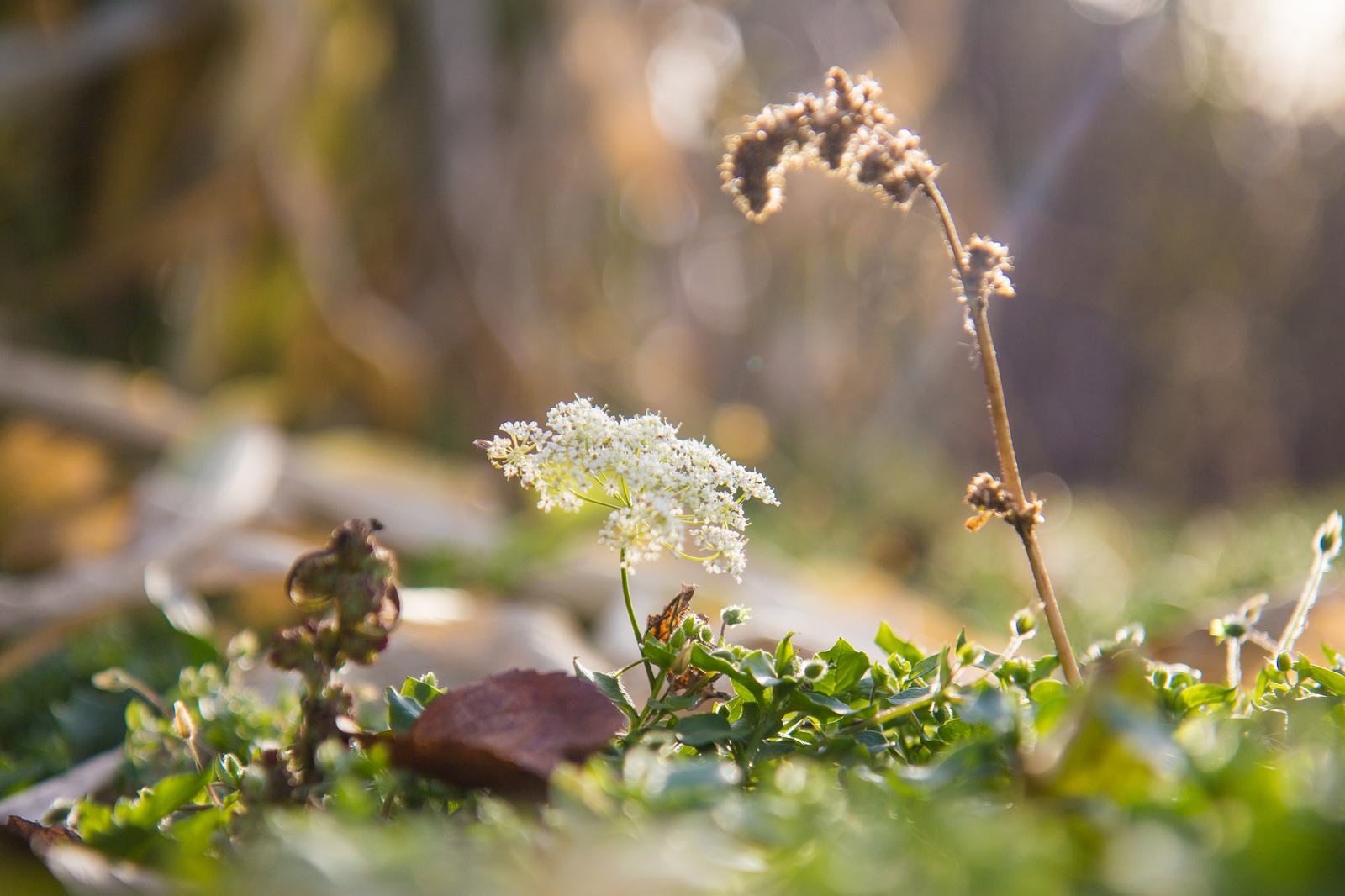 What is autumn is autumn - My, Autumn, Foliage, Nature, Mood, The photo, Longpost