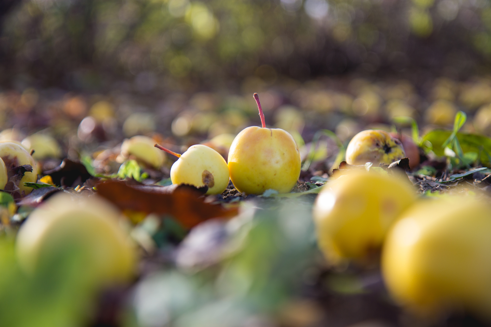 What is autumn is autumn - My, Autumn, Foliage, Nature, Mood, The photo, Longpost