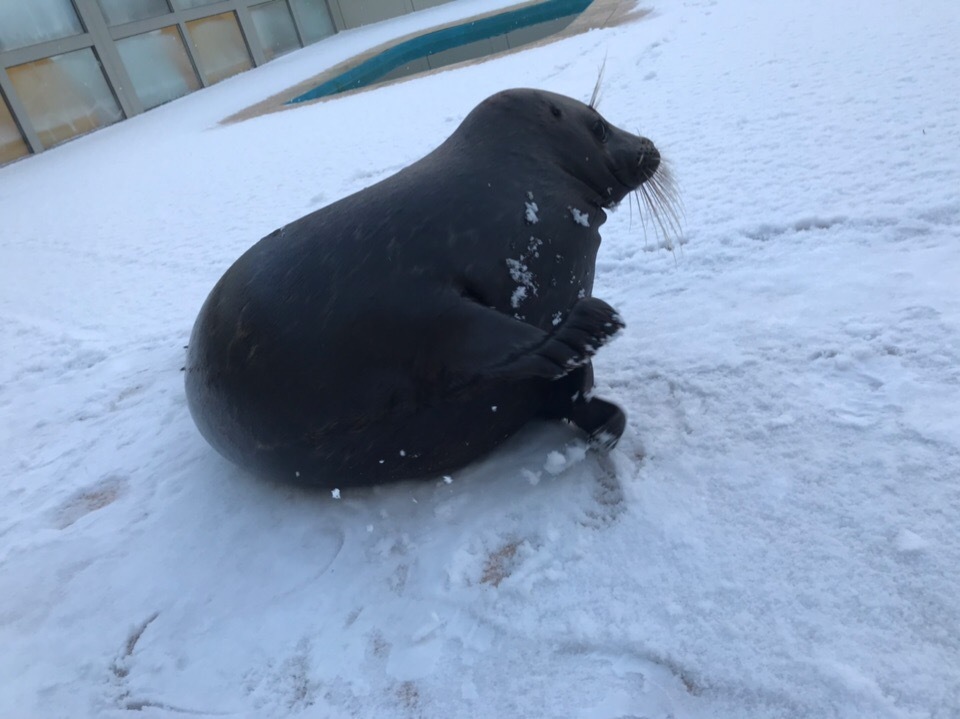 The maturing seal Kroshik is also childishly rejoicing at the first snow - Milota, Kroshik, Seal, Snow, Animals, Leningrad region, Kindness, Longpost