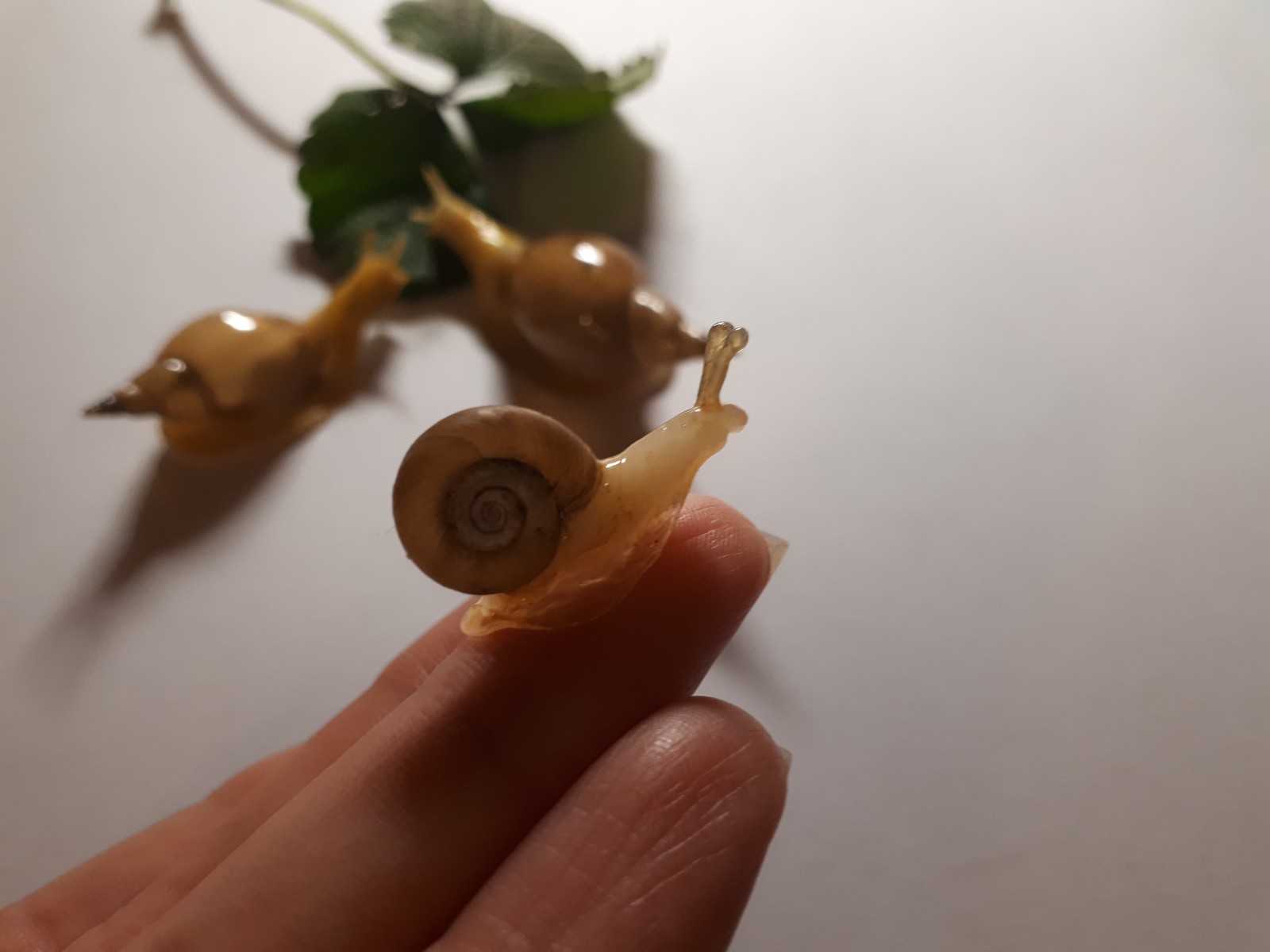 A day in the life of a snail (polymer clay) - My, Snail, Handmade, Cold porcelain, Polymer clay, Needlework without process, Miniature, Longpost