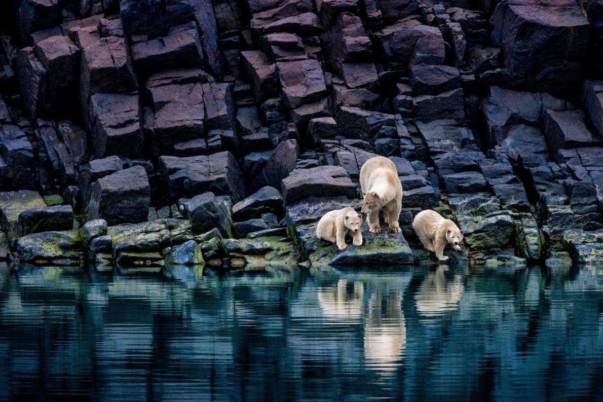 Bears - The Bears, Polar bear, The photo, , Longpost