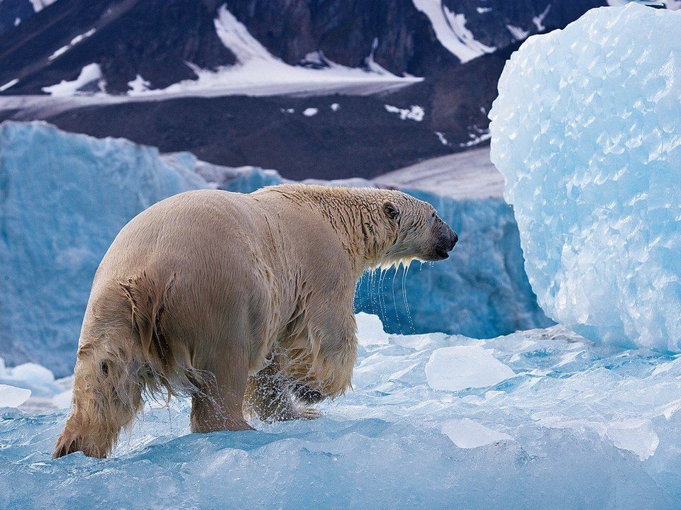 Bears - The Bears, Polar bear, The photo, , Longpost