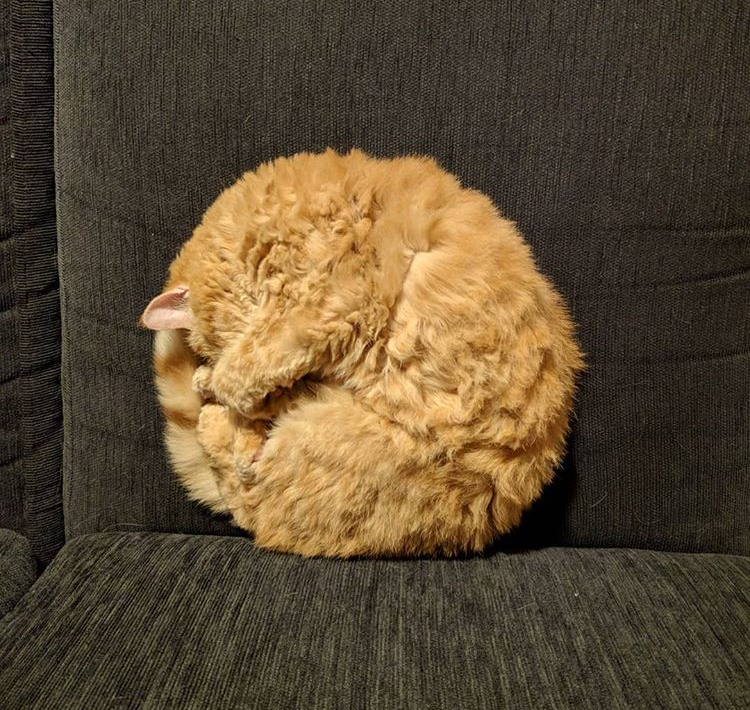 A circle - cat, Round