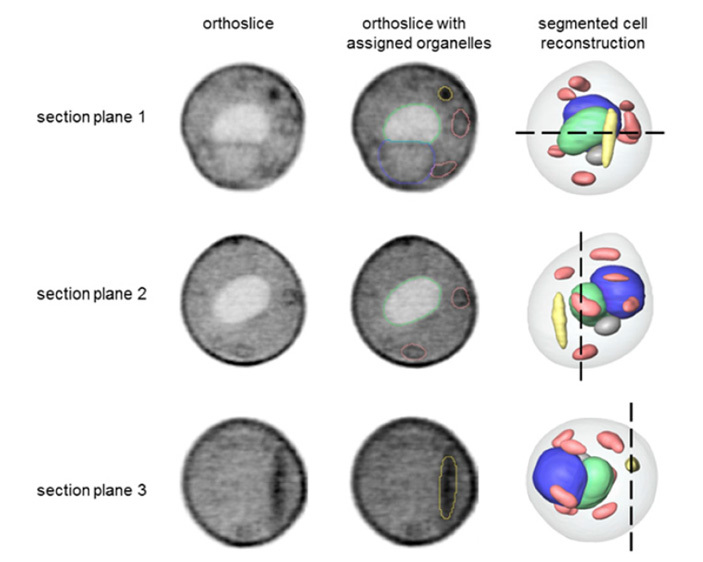 E. coli was taught to integrate into a yeast cell and work as a mitochondrion - The science, Evolution, Symbiosis, Bacteria, Copy-paste, Elementy ru, Longpost