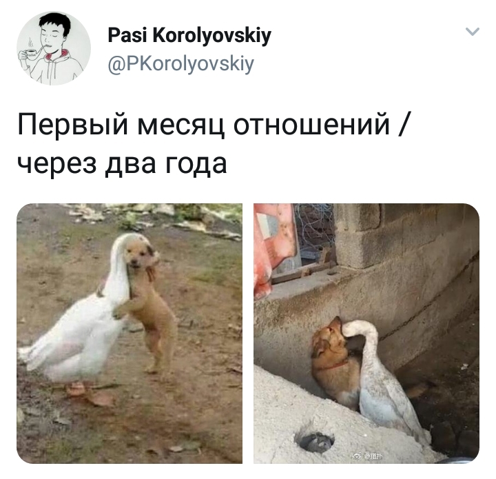 Relationship - Relationship, Twitter, Picture with text, Dog, Гусь