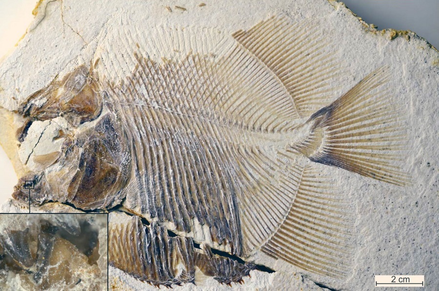 In the Jurassic period, an analogue of piranha lived in Germany - My, Paleontology, A fish, The science, Biology, Animals, Paleonews, Longpost