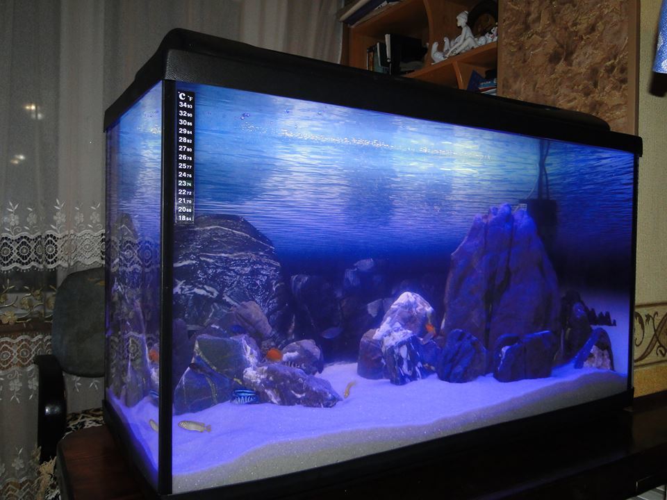 My next job - My, cichlid, Hardscape, , , Aquarium