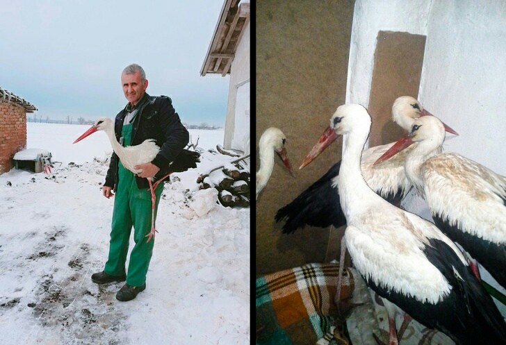 In the spring, storks flew to Bulgaria, and when the frost hit, they began to die. Safit Khalid adopted the birds at his home. - Spring, Bulgaria, Snow, Help, Good league, Kindness, The photo, Birds