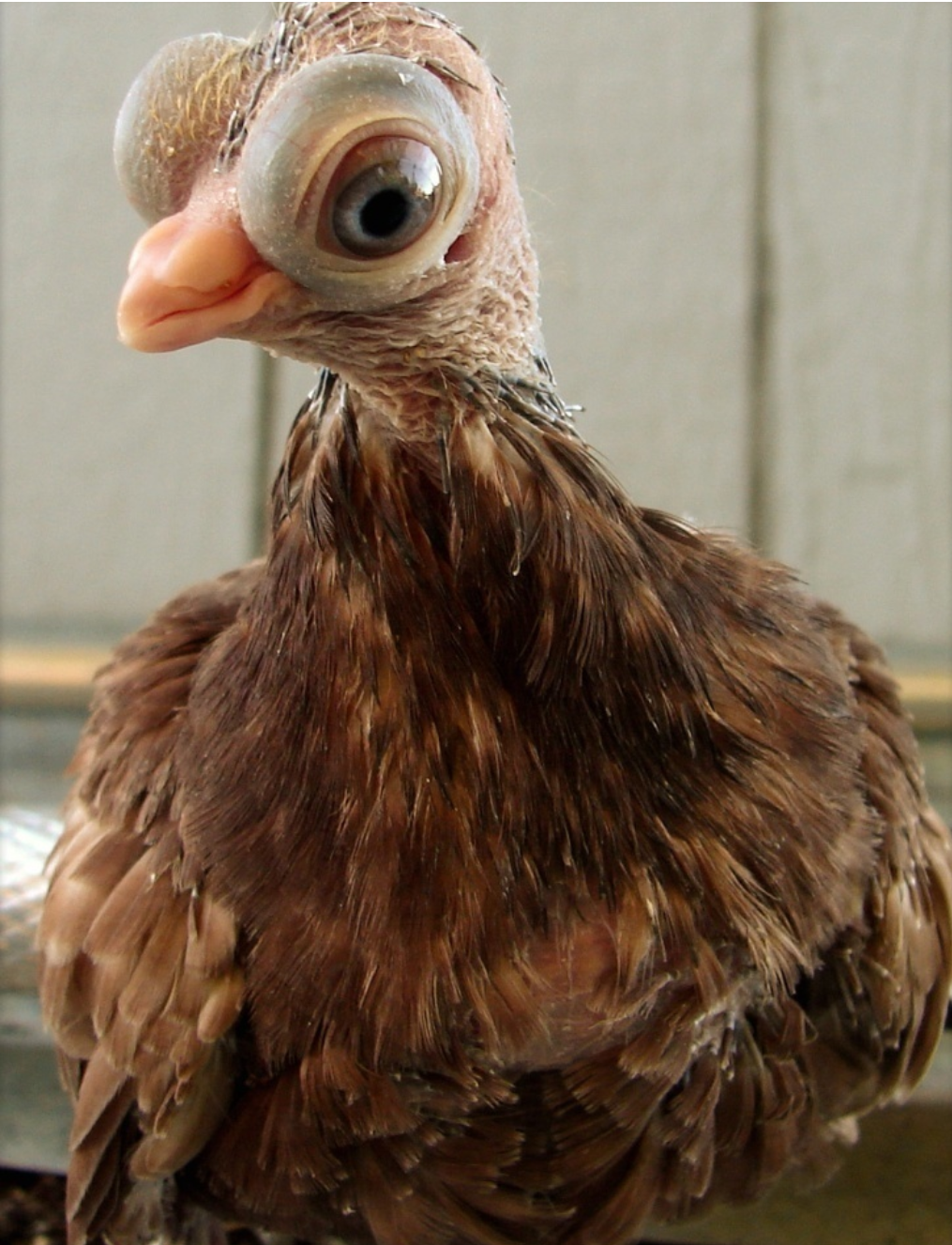 Budapest short-billed tumbler. - Animals, Birds, Eyes, Nature, The photo, Astonishment