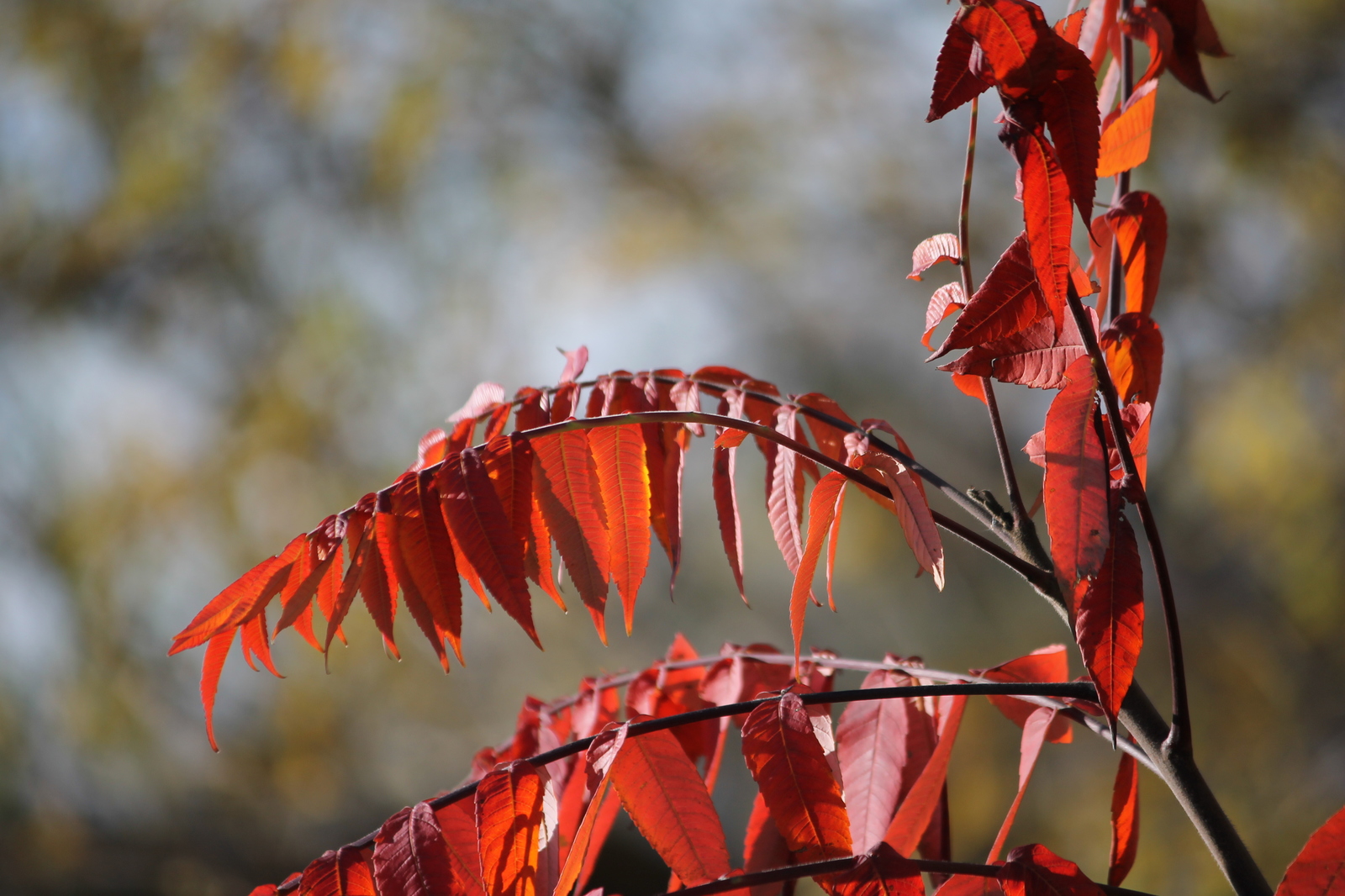 Autumn visits - My, Autumn, Squirrel, Leaves, The photo, Beginning photographer, Longpost