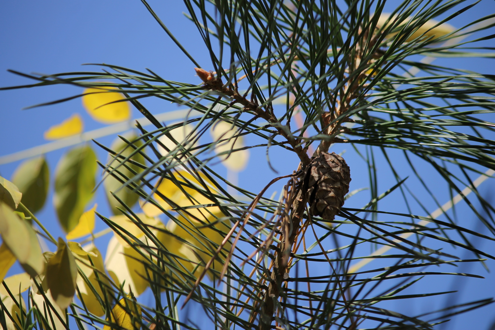 Autumn visits - My, Autumn, Squirrel, Leaves, The photo, Beginning photographer, Longpost