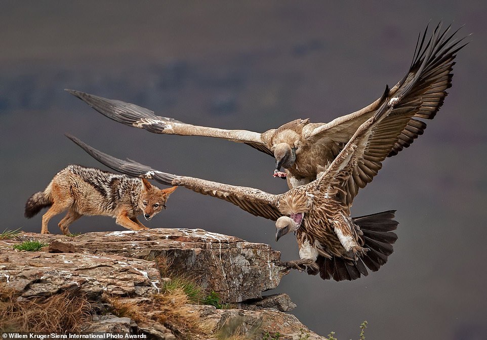 Siena International 2018 Photo Contest Winners - Nature, Animals, beauty, Longpost