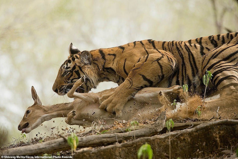 Siena International 2018 Photo Contest Winners - Nature, Animals, beauty, Longpost