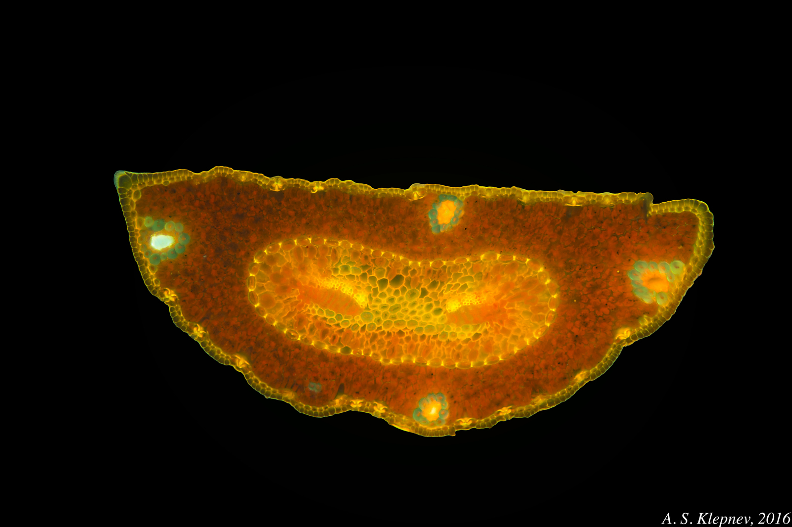 spruce needle - My, Microscope, Fluorescence