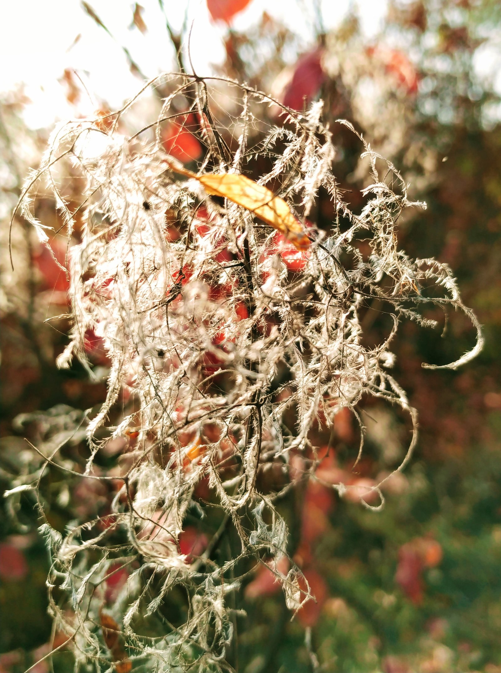 Autumn in Moldova - Longpost, Photo on sneaker, Moldova, Autumn