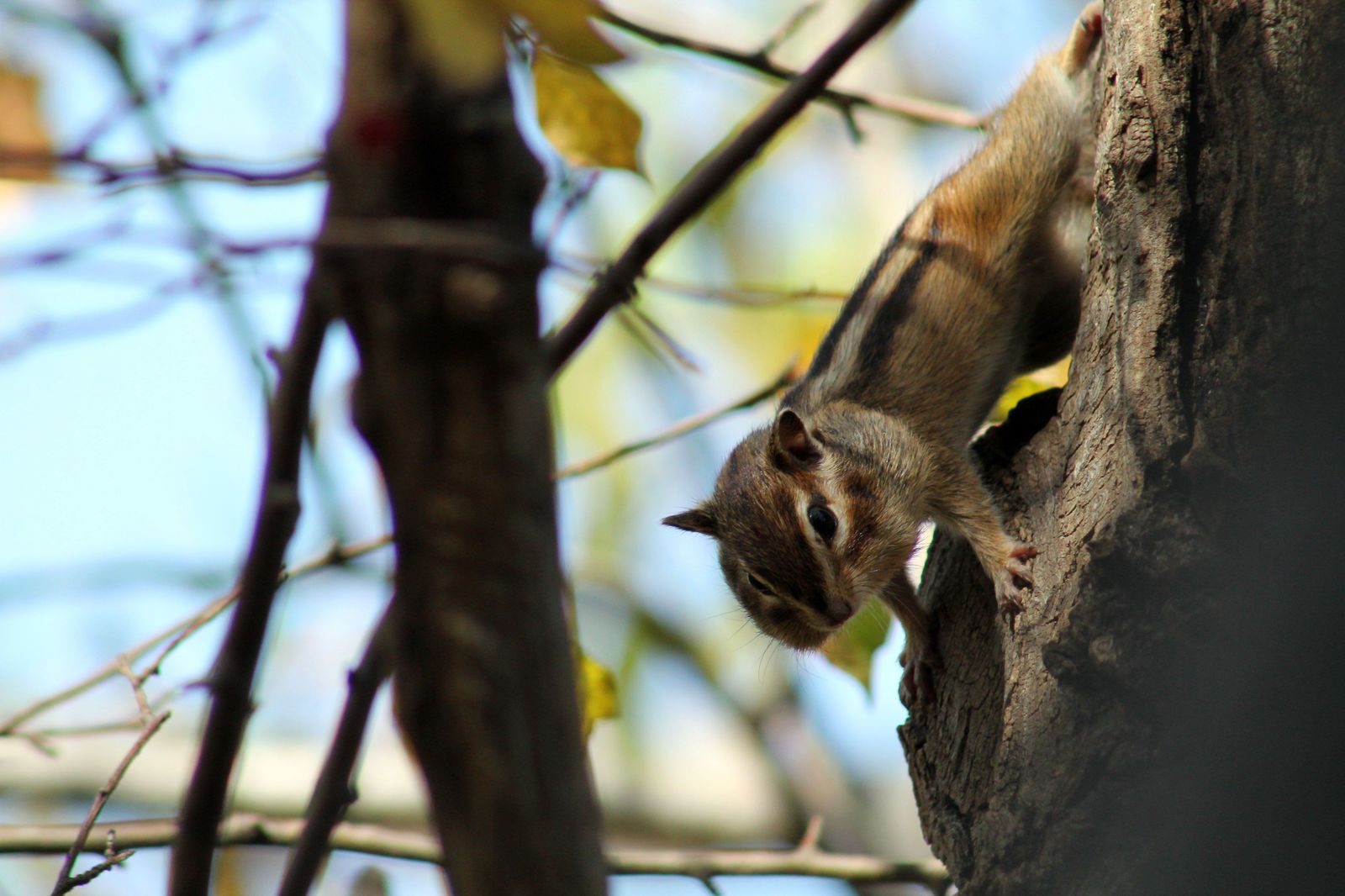 Chipmunk - My, Canon 1100d, Nature, Amur region, The photo