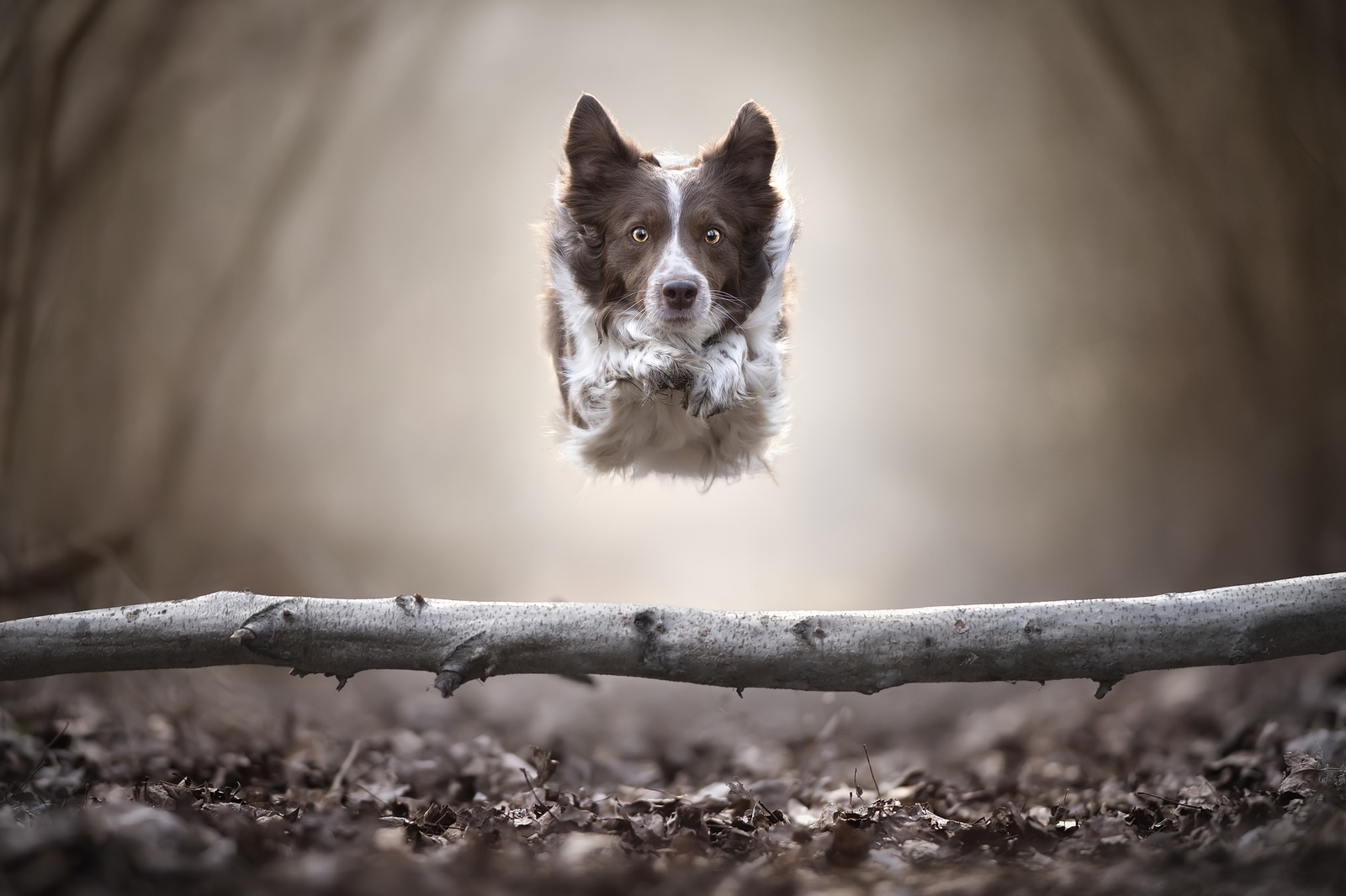 Bounce - Dog, The photo