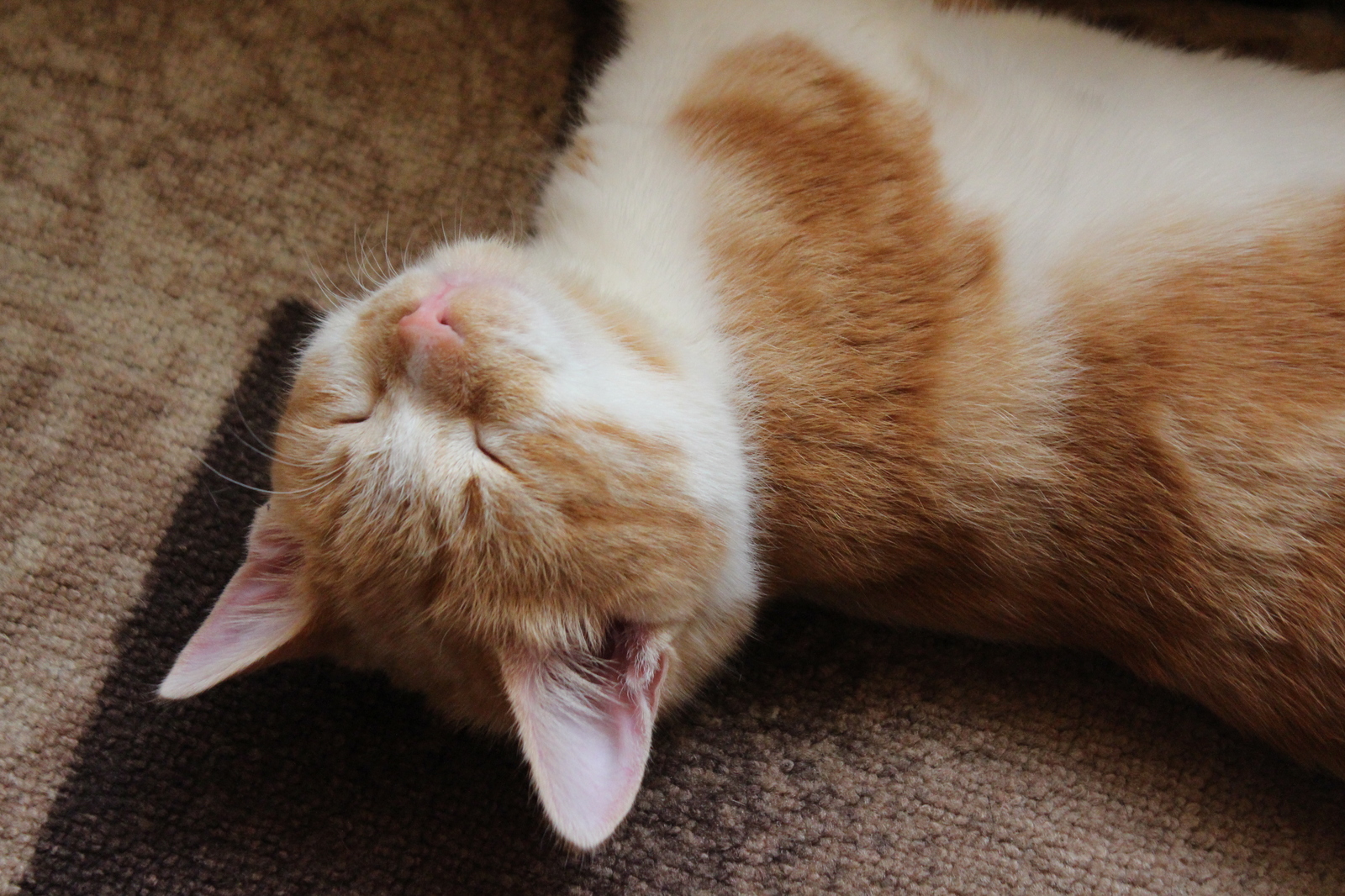 Our favorite - My, cat, Pet, Mustachioed - Striped, Pet, Longpost, Pets