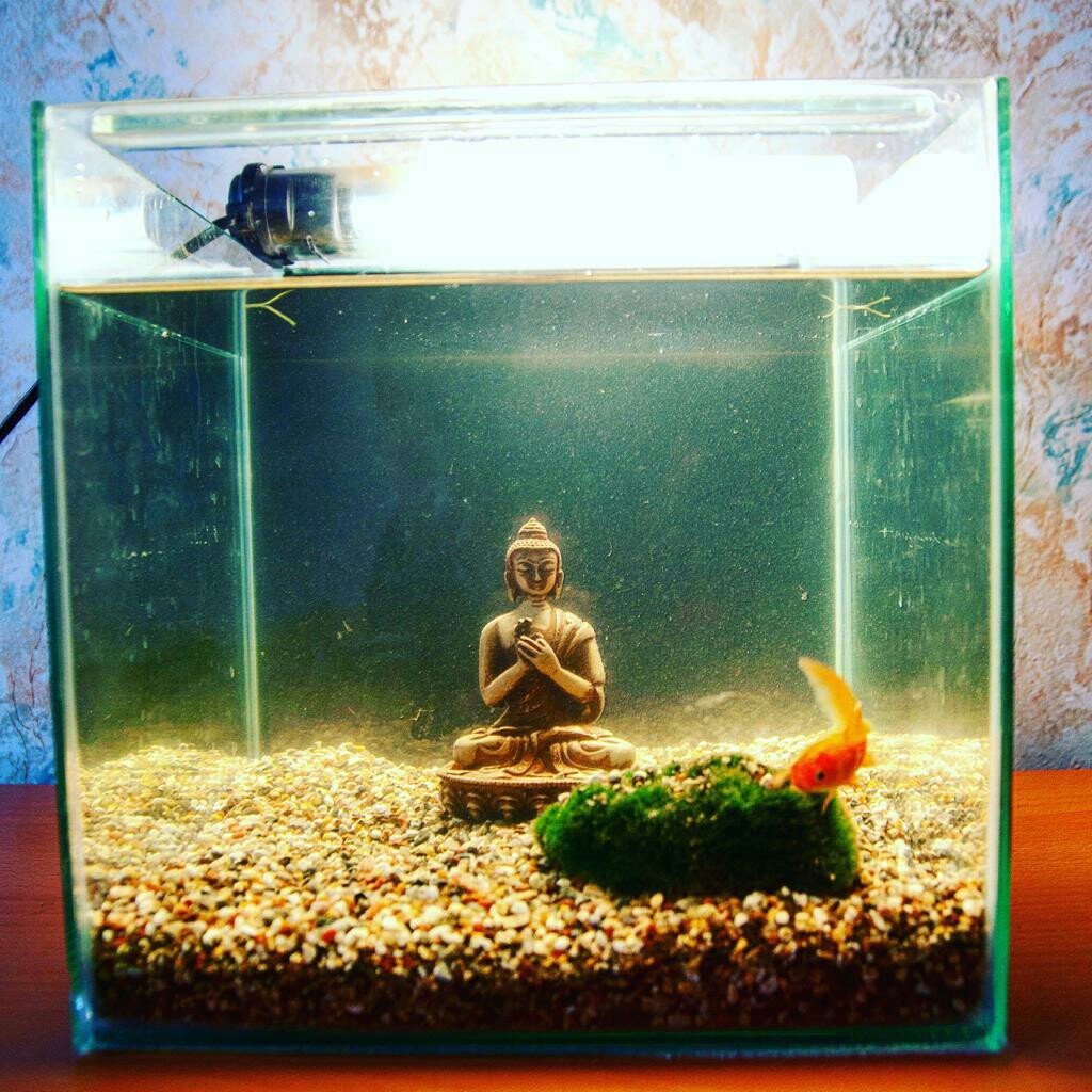 Are you tired of YouTube? - My, Aquarium, Buddha, Design, Longpost