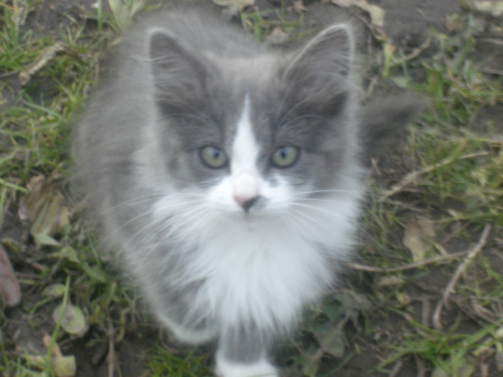 Urgently! Winter ahead! I will give kittens and a cat in good hands. - My, Kittens, cat, In good hands, Longpost, Moscow, Help, No rating