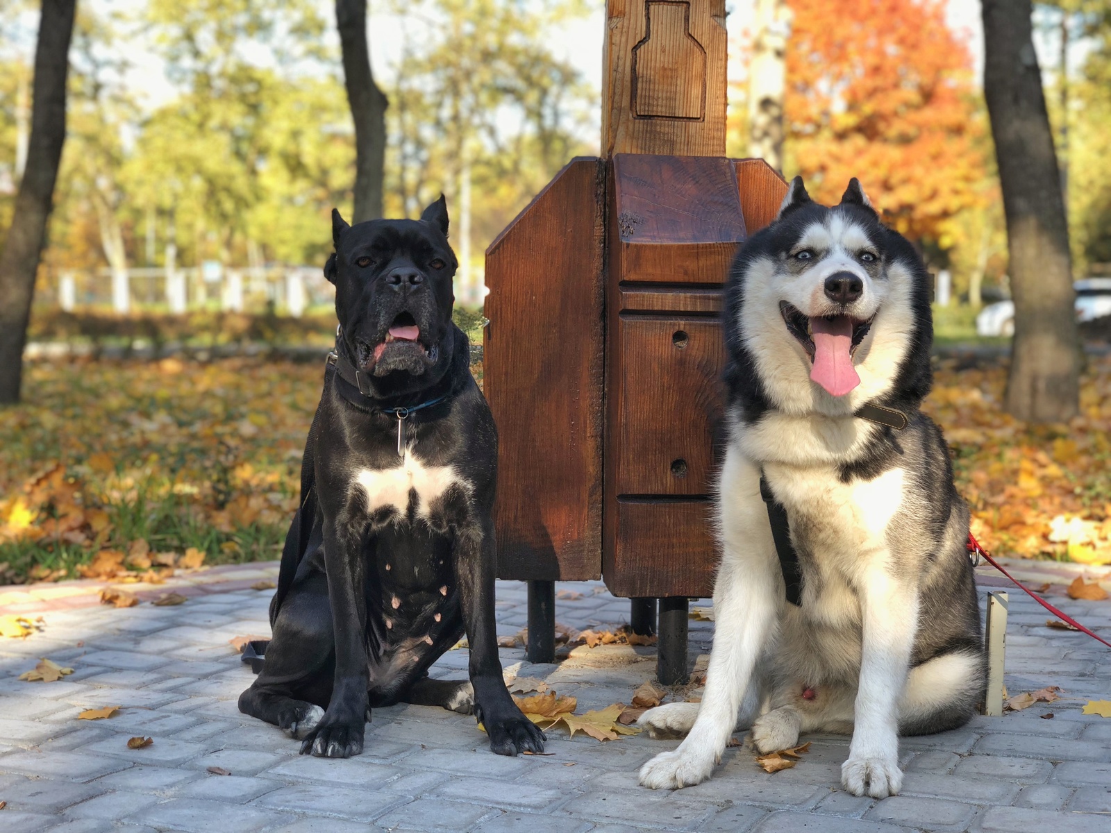 autumn kors - My, Dog, Cane Corso, Autumn, Pet, Longpost, Pets