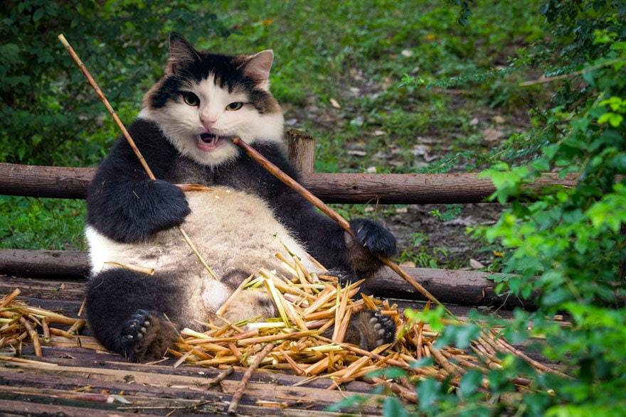 бамбуковая кошка